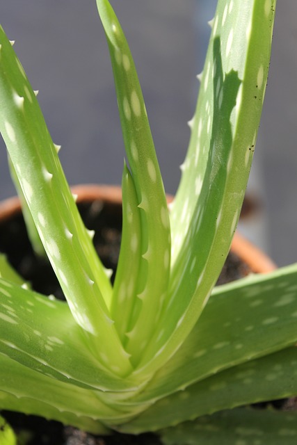 La Chiave per una Crescita Sana dell'Aloe Arborescens Impara Quanto Innaffiarla!