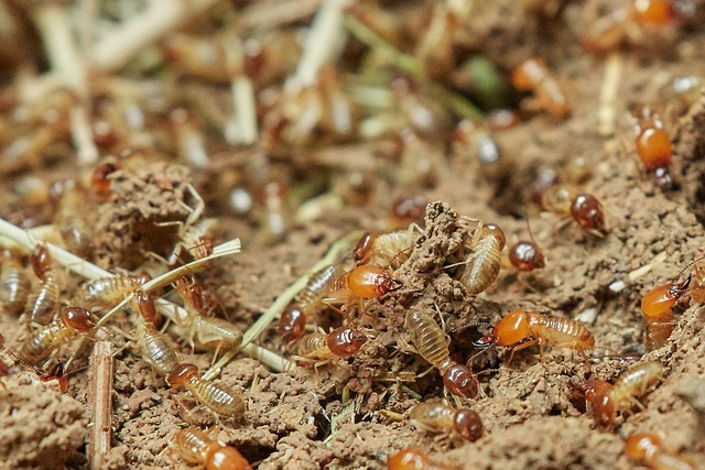In che periodo escono le termiti?