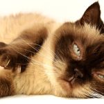 Cosa fare se il mio gatto ha la tenia: consigli utili per combattere il parassita
